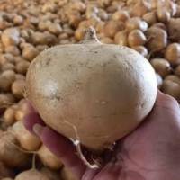 CỦ ĐẬU TƯƠI HÀNG MỚI
