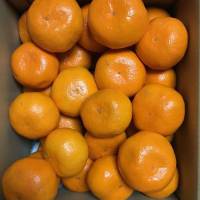 QUÝT NGỌT COMBO 10KG, FREESHIP