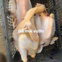 GÀ VỊT TƯƠI