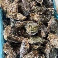 HÀU SỮA TƯƠI
