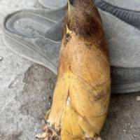 MĂNG TƯƠI