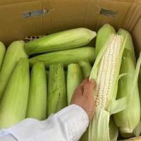 NGÔ TƯƠI SỐNG, NGÔ LUỘC HÚT CHÂN KHÔNG