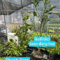 CÂY GIỐNG - CÂY ĂN TRÁI