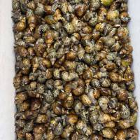 COMBO 10KG  ỐC SÒ TÙY CHỌN