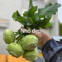 XU HÀO TO ĐẸP GIÁ RẺ COMBO 10KG