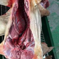 THỊT HEO RỪNG NGUYÊN CON LÀM SẠCH