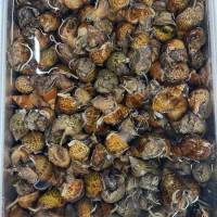 ỐC HƯƠNG TƯƠI SỐNG