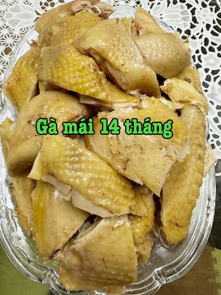 GÀ MÁI TƯƠI NGUYÊN CON