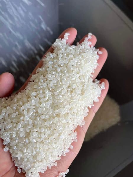 GẠO NGON KIỆN 28KG