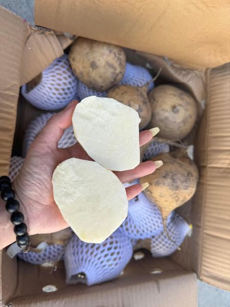 CỦ ĐẬU TƯƠI ( CỦ SẮN)