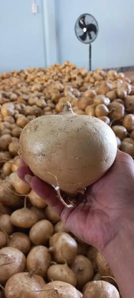 CỦ ĐẬU TƯƠI HÀNG MỚI