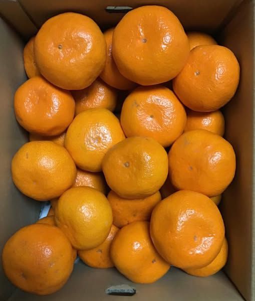 QUÝT NGỌT COMBO 10KG, FREESHIP