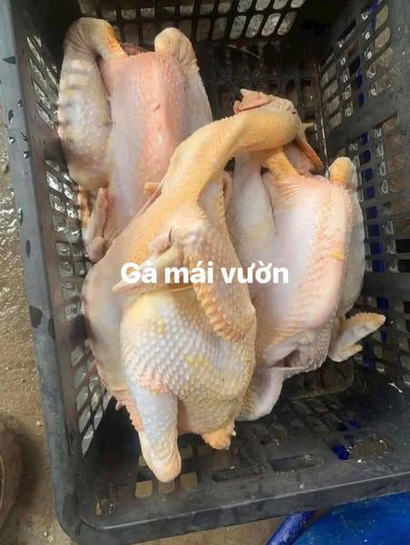 GÀ VỊT TƯƠI