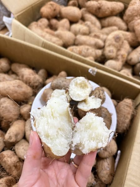 KHOAI TỪ  - CỦ TỪ LÔNG COMBO 3KG