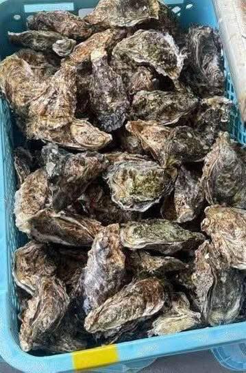 HÀU SỮA TƯƠI