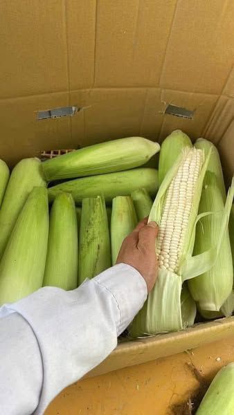 NGÔ TƯƠI SỐNG, NGÔ LUỘC HÚT CHÂN KHÔNG
