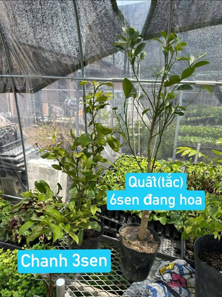 CÂY GIỐNG - CÂY ĂN TRÁI