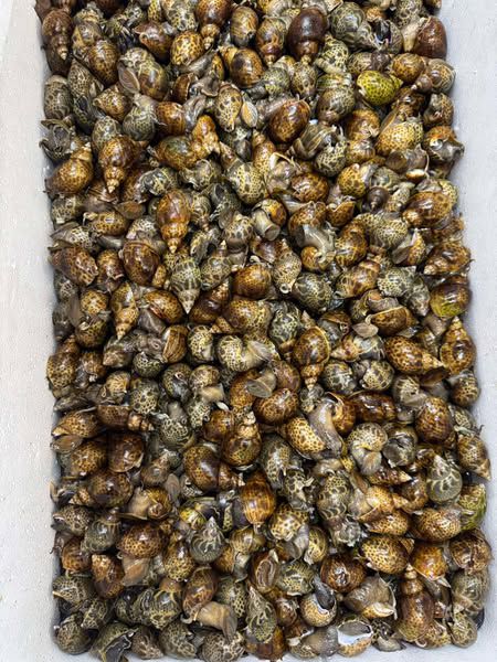 COMBO 10KG  ỐC SÒ TÙY CHỌN