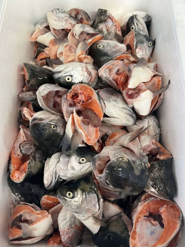 ĐẦU CÁ HỒI LOẠI BÉ THÙNG 10KG