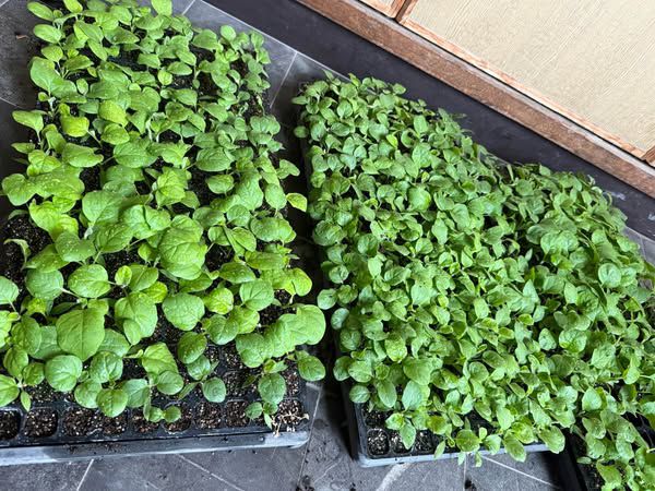 CÂY GIỐNG CÀ PHÁO XANH