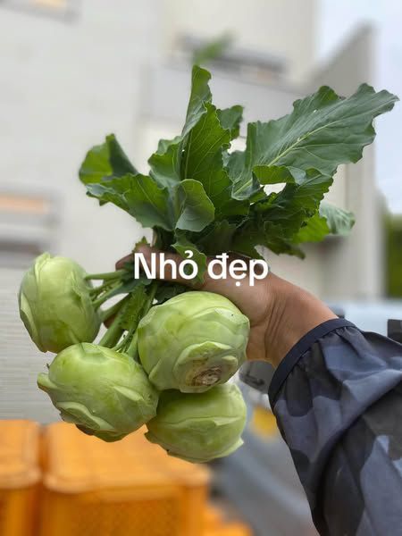 XU HÀO TO ĐẸP GIÁ RẺ COMBO 10KG
