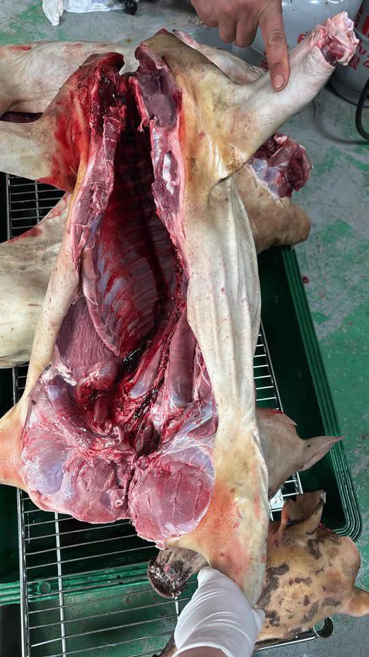THỊT HEO RỪNG NGUYÊN CON LÀM SẠCH