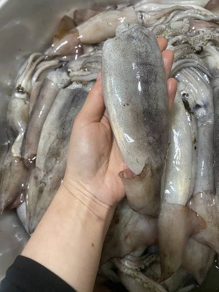 MỰC TƯƠI